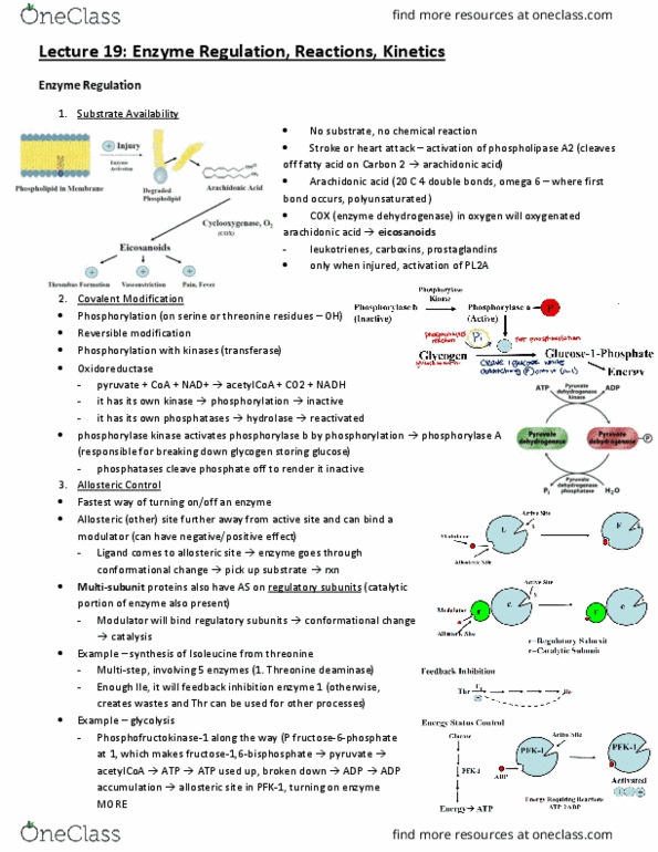 BCH210H1 Lecture Notes - Lecture 19: Phosphorylase Kinase, Phosphorylase, Deamination thumbnail