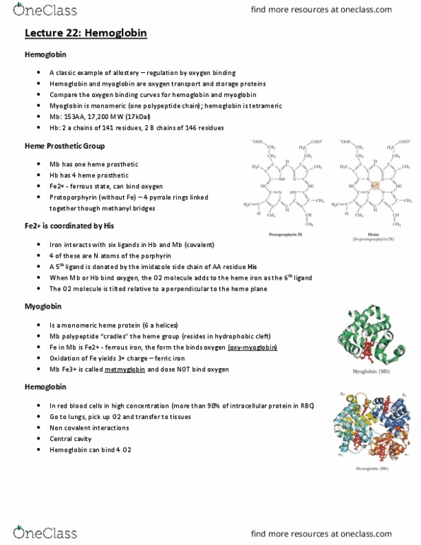BCH210H1 Lecture Notes - Lecture 22: Pyrrole, Ferrous, Myoglobin thumbnail