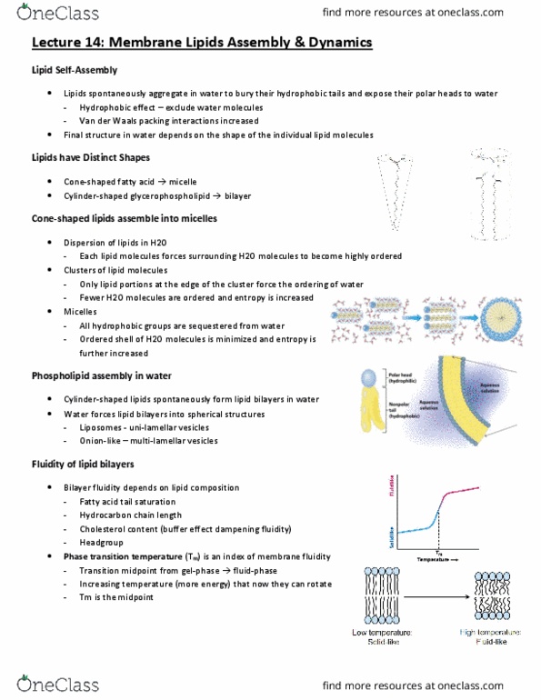 BCH210H1 Lecture Notes - Lecture 14: Lipid Bilayer, Membrane Fluidity, Micelle thumbnail