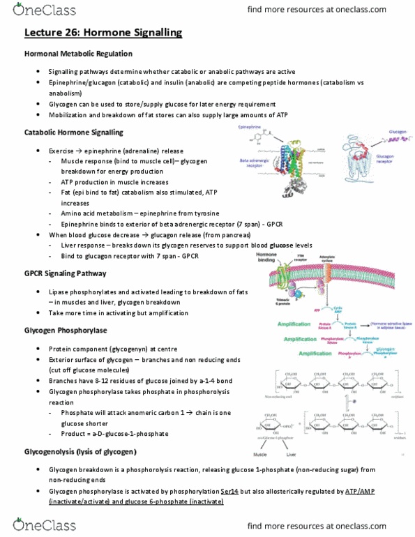 BCH210H1 Lecture Notes - Lecture 26: Protein Kinase A, Glycogen Phosphorylase, Phosphorylase Kinase thumbnail