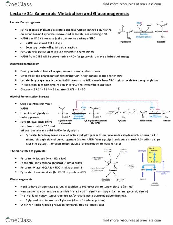 BCH210H1 Lecture Notes - Lecture 31: Lactate Dehydrogenase, Pyruvate Decarboxylase, Alcohol Dehydrogenase thumbnail