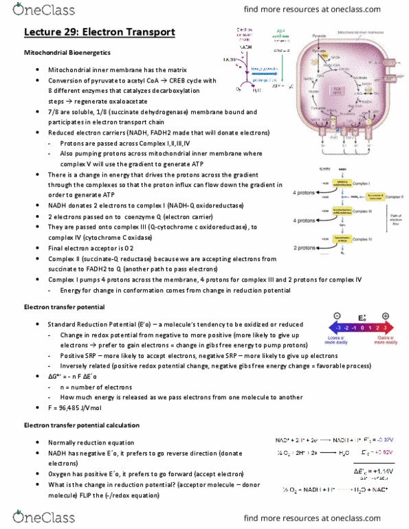 BCH210H1 Lecture Notes - Lecture 29: Coenzyme Q10, Cytochrome C Oxidase, Reduction Potential thumbnail