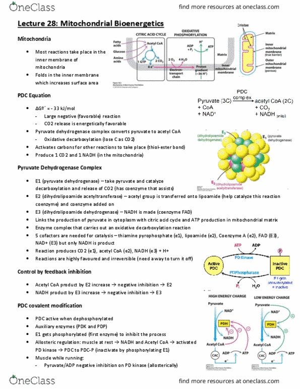 BCH210H1 Lecture Notes - Lecture 28: Dihydrolipoamide Dehydrogenase, Pyruvate Dehydrogenase Complex, Pyruvate Dehydrogenase thumbnail