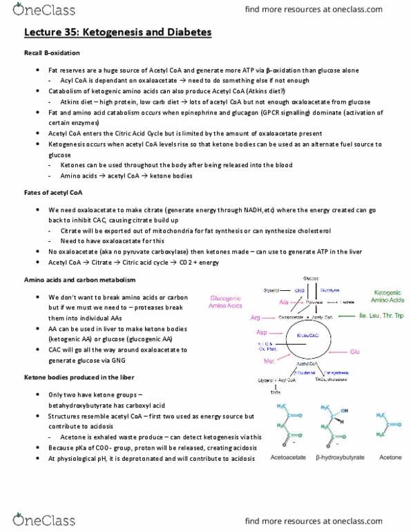 BCH210H1 Lecture Notes - Lecture 35: Ketogenic Amino Acid, Acetyl-Coa, Citric Acid Cycle thumbnail