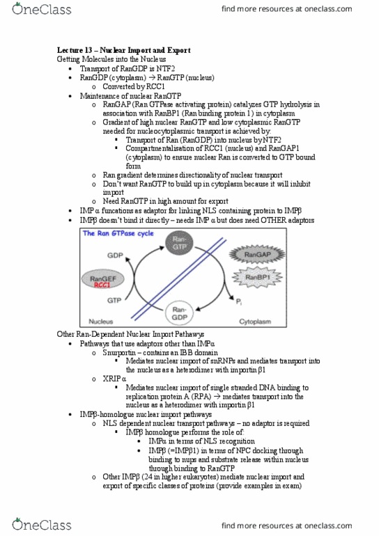 BCH3021 Lecture Notes - Lecture 13: Replication Protein A, Rcc1, Nuclear Transport thumbnail