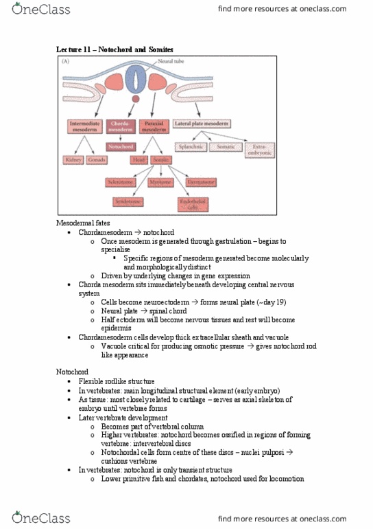 DEV2011 Lecture Notes - Lecture 11: Lateral Plate Mesoderm, Notochord, Somite thumbnail