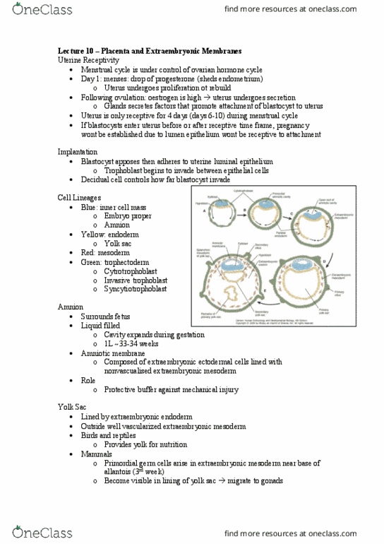 DEV2011 Lecture Notes - Lecture 10: Yolk Sac, Syncytiotrophoblast, Placenta thumbnail
