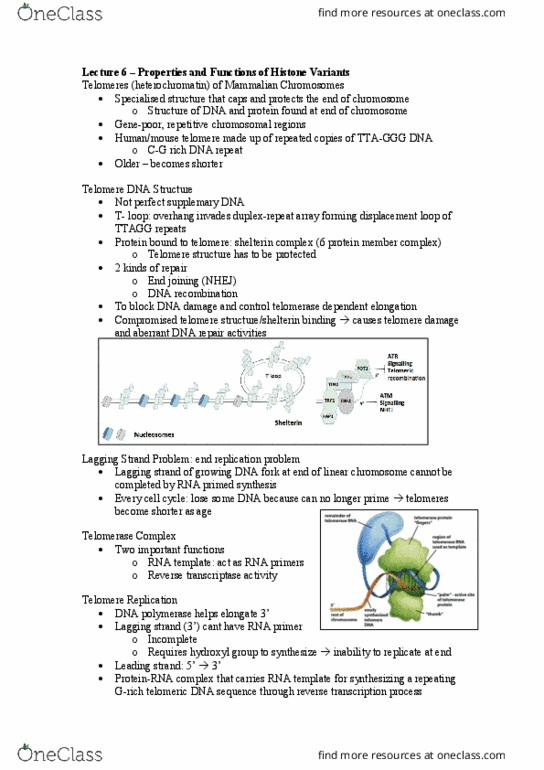 BCH3031 Lecture Notes - Lecture 6: D-Loop, Reverse Transcriptase, Telomere thumbnail