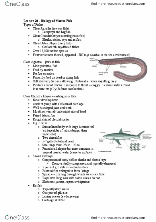 BIO3021 Lecture Notes - Lecture 20: Agnatha, Chondrichthyes, Fish Scale thumbnail