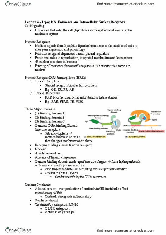 BCH3042 Lecture Notes - Lecture 4: Retinoid X Receptor, Dna-Binding Domain, Adrenal Tumor thumbnail