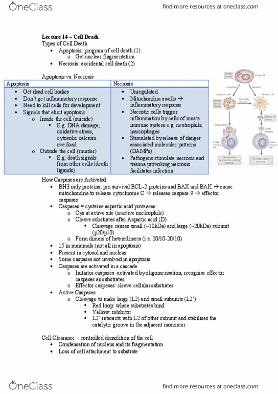 BCH3042 Lecture Notes - Lecture 14: Caspase, Apoptosis, Cytochrome C thumbnail