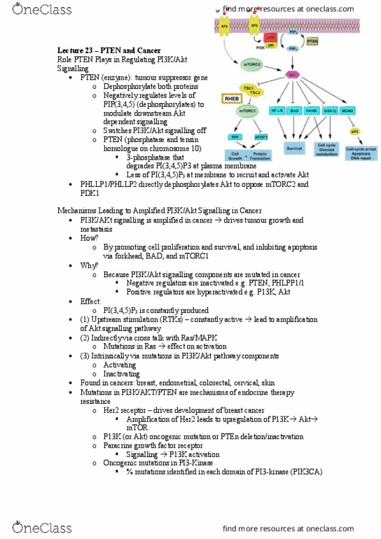 BCH3042 Lecture Notes - Lecture 23: Phosphatidylinositol (3,4,5)-Trisphosphate, Tumor Suppressor Gene, Protein Kinase B thumbnail