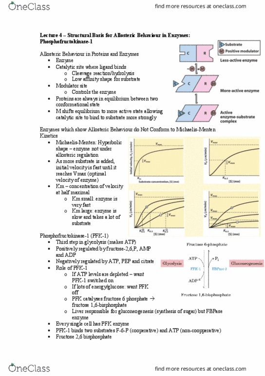 BCH3052 Lecture Notes - Lecture 4: Allosteric Regulation, Phosphofructokinase, Phosphofructokinase 2 thumbnail