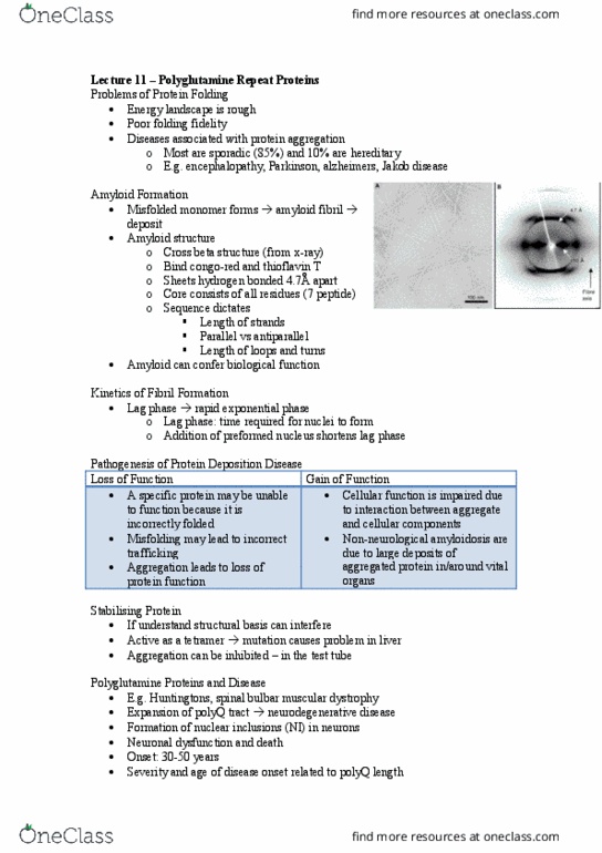 BCH3052 Lecture Notes - Lecture 11: Thioflavin, Neurodegeneration, Inclusion Bodies thumbnail