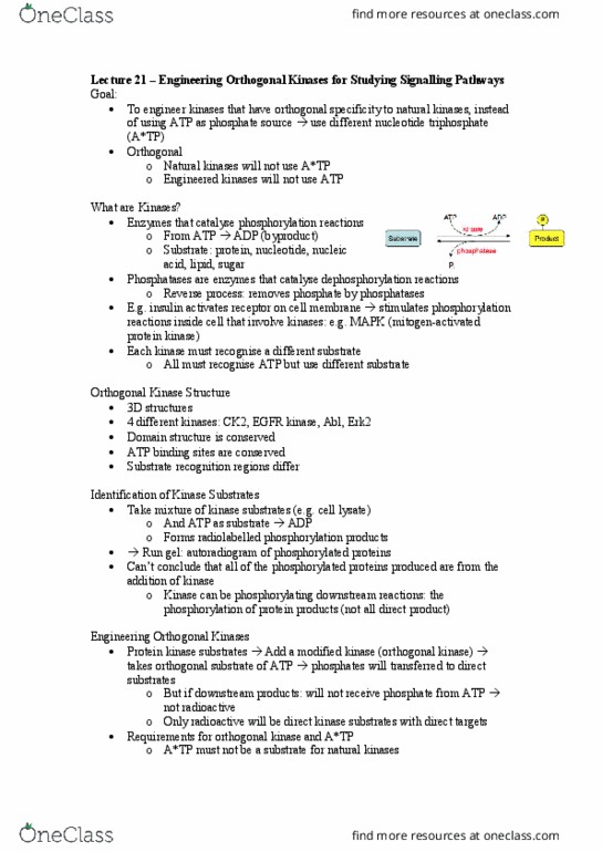 BCH3052 Lecture Notes - Lecture 21: Protein Kinase, Lysis, Nucleoside Triphosphate thumbnail