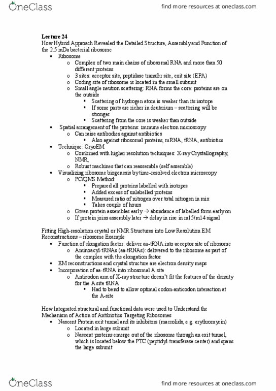 BCH3052 Lecture Notes - Lecture 24: Small-Angle Neutron Scattering, Ribosome Biogenesis, Elongation Factor thumbnail