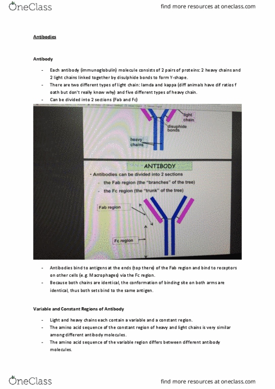VETS2006 Lecture Notes - Lecture 6: Fragment Antigen-Binding, Immunoglobulin M, Fragment Crystallizable Region thumbnail