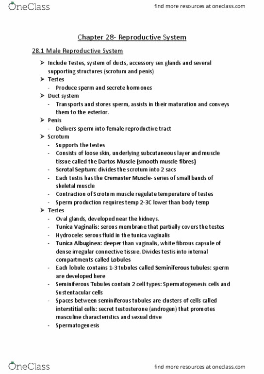 LQB185 Chapter Notes - Chapter 28: Dense Irregular Connective Tissue, Tunica Vaginalis, Male Accessory Gland thumbnail