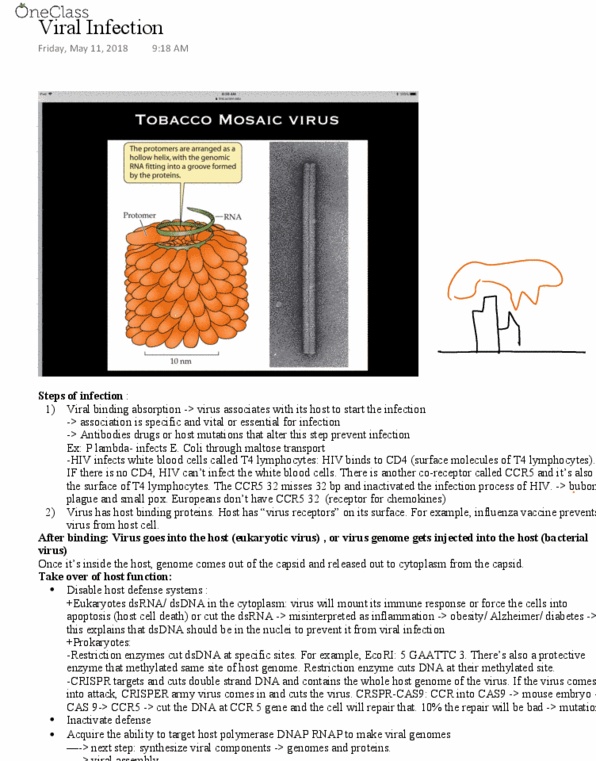 MCB 2610 Lecture Notes - Lecture 14: Influenza Vaccine, 1918 Flu Pandemic, 2009 Flu Pandemic thumbnail