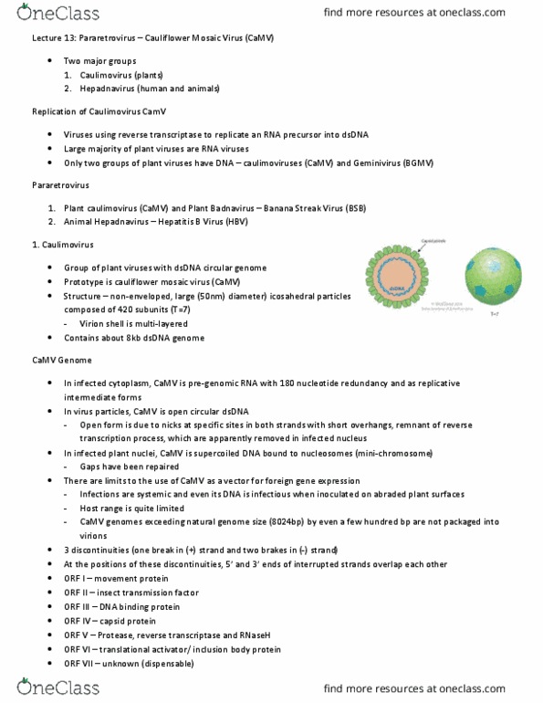 CSB351Y1 Lecture Notes - Lecture 13: Hepatitis B Virus, Cauliflower Mosaic Virus, Hepadnaviridae thumbnail