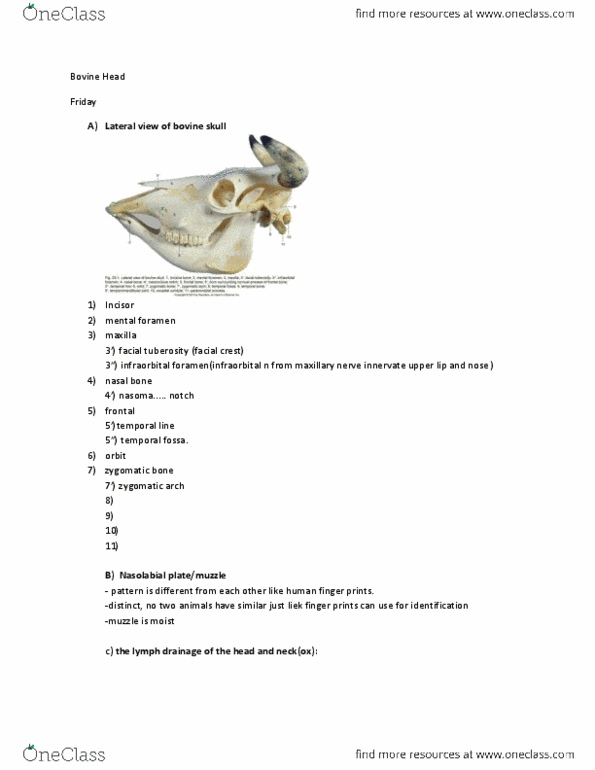 227 .205 Lecture Notes - Deep Cervical Lymph Nodes, Orbicularis Oculi Muscle, Cervical Lymph Nodes thumbnail