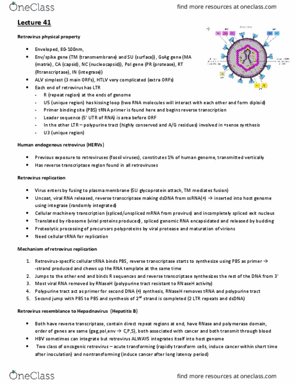 CSB351Y1 Lecture Notes - Lecture 41: Endogenous Retrovirus, Reverse Transcriptase, Ribonuclease H thumbnail