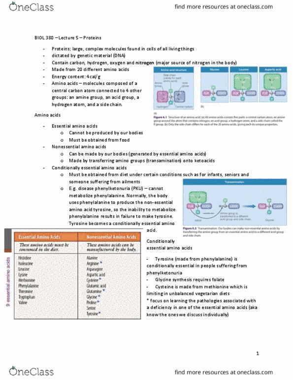 BIOL 380 Lecture Notes - Lecture 5: Essential Amino Acid, Phenylalanine, Phenylketonuria thumbnail