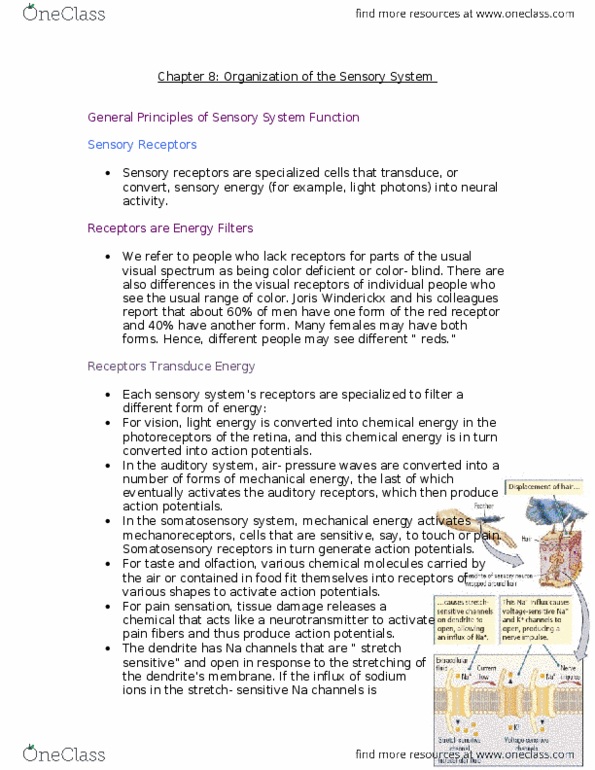 PSYB65H3 Chapter Notes - Chapter 8&9: Postcentral Gyrus, Sensory Neuron, Periaqueductal Gray thumbnail