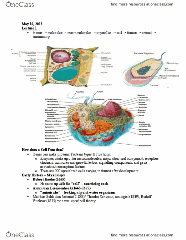 BIOB10H3 Lecture Notes - Lecture 1: Rudolf Virchow, Nucleoid, Botany thumbnail