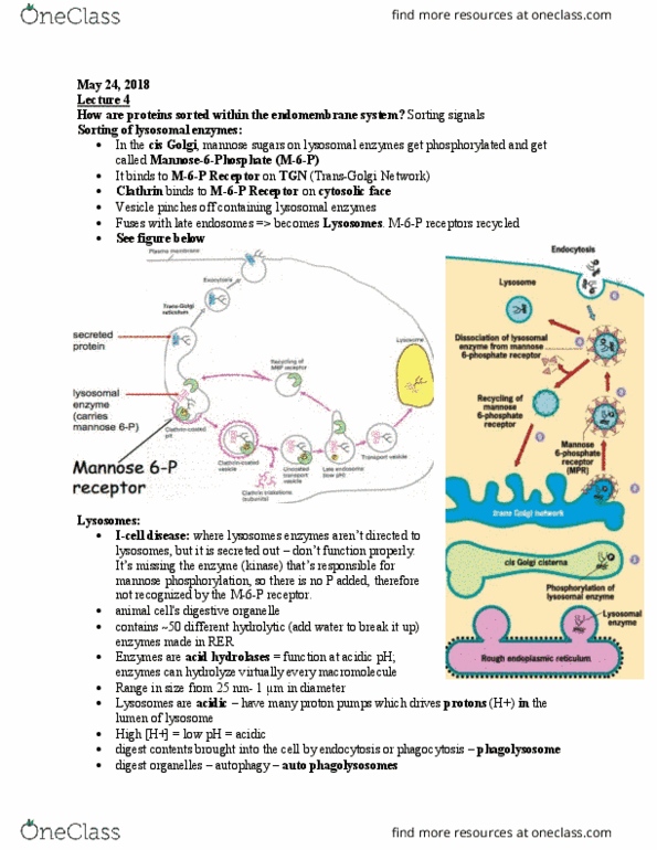 BIOB10H3 Lecture Notes - Lecture 4: Digestion, Fusion Protein, Cytosol thumbnail