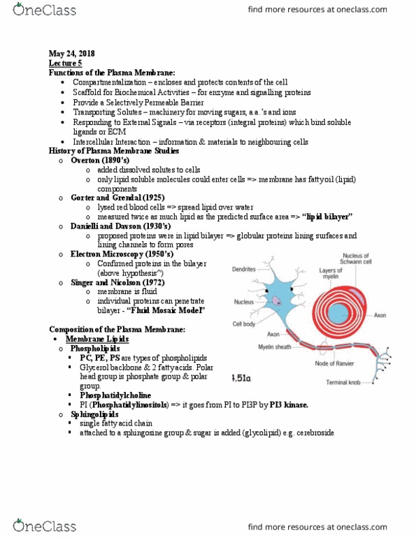 BIOB10H3 Lecture Notes - Lecture 5: Fat, Integral Membrane Protein, Facilitated Diffusion thumbnail