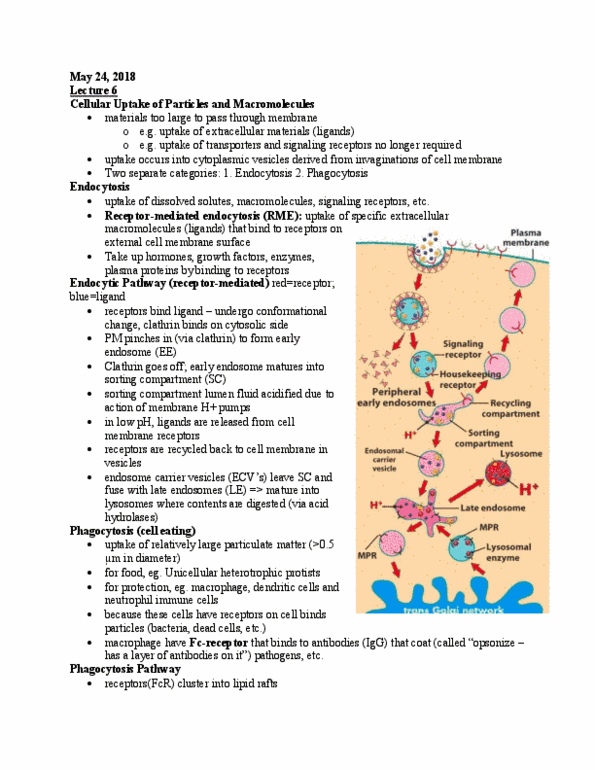 BIOB10H3 Lecture Notes - Lecture 6: Lipoprotein, Endosome, Conformational Change thumbnail