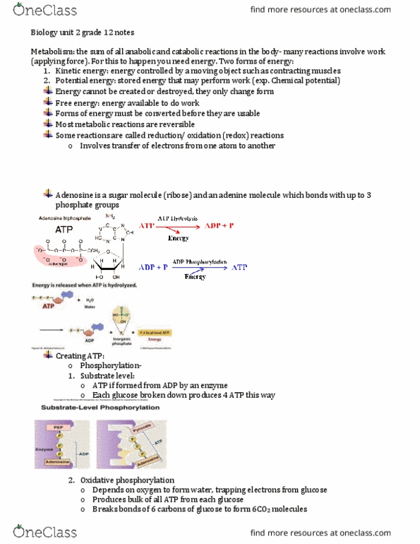BI111 Lecture Notes - Lecture 5: Ethanol Fermentation, Cuticle, Light-Dependent Reactions thumbnail