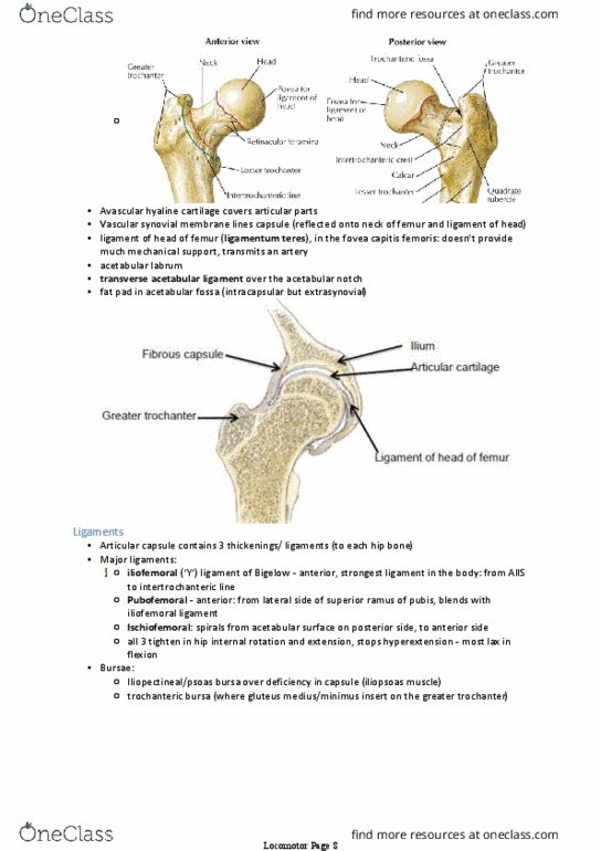 ANAT30007 Lecture Notes - Lecture 24: Anatomical Terms Of Motion, Hyaline Cartilage, Iliofemoral Ligament thumbnail