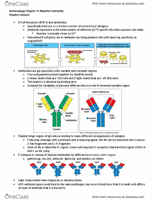 BIO 343 Lecture Notes - Lecture 4: Immunogenicity, Antiserum, Fragment Crystallizable Region thumbnail