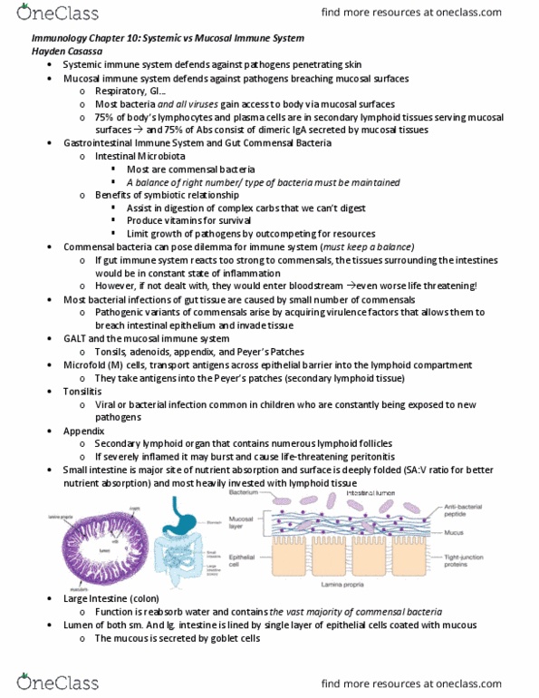 BIO 343 Lecture Notes - Lecture 10: B Cell, Mast Cell, Intestinal Epithelium thumbnail