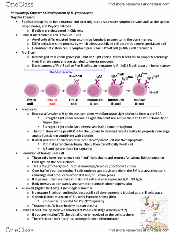 BIO 343 Lecture Notes - Lecture 6: Lymphopoiesis, Immunoglobulin Light Chain, Natural Killer T Cell thumbnail