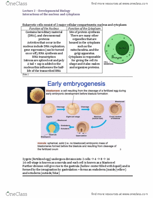 BIOC19H3 Lecture 2: Lecture 2 – Developmental Biology.docx thumbnail