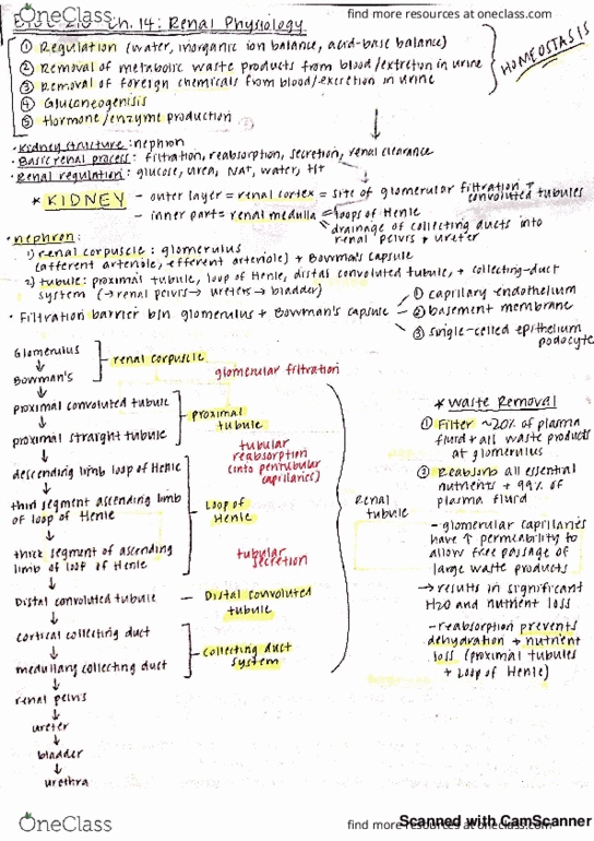 BIOE-210 Chapter 14: BIOE 210 Ch 14 notes thumbnail