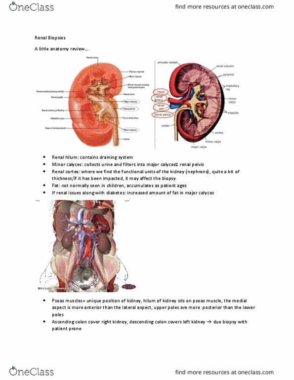 MEDRADSC 3C03 Lecture Notes - Lecture 9: Nephrectomy, Nephron, Hematocrit thumbnail