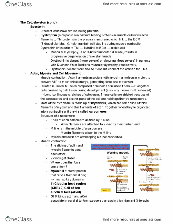 CAS BI 315 Lecture Notes - Lecture 69: Integrin, Vinblastine, Myosin Head thumbnail
