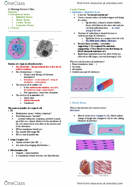 ANHB2212 Lecture Notes - Lecture 3: Grey Matter, Ground Substance, Histology thumbnail