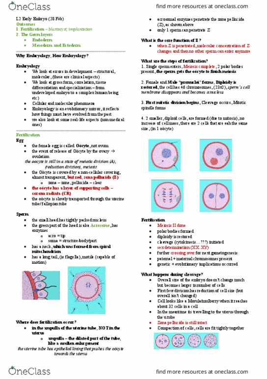 ANHB2212 Lecture Notes - Lecture 2: Amnion, Paraxial Mesoderm, Neural Tube thumbnail