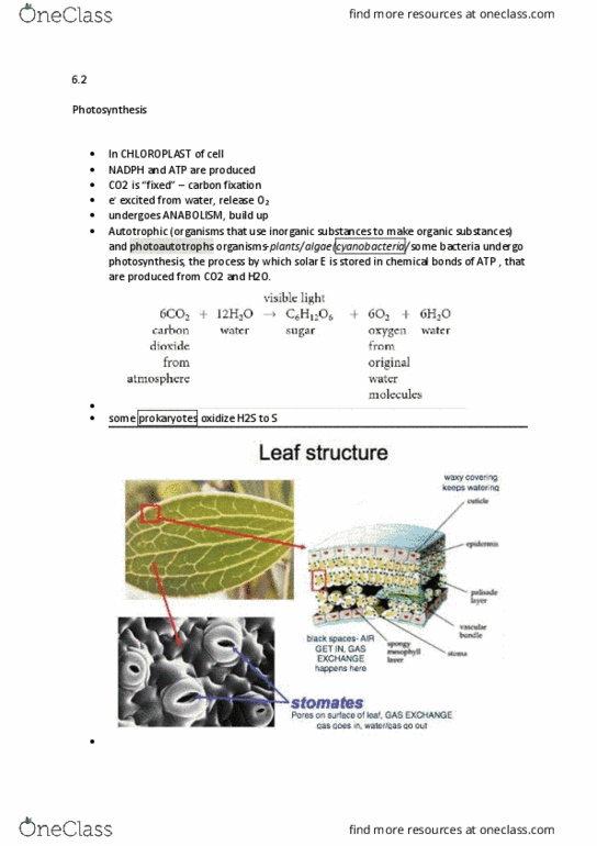 BIOL1130 Lecture Notes - Lecture 12: Photosynthetic Pigment, Starch, Oxidative Phosphorylation thumbnail