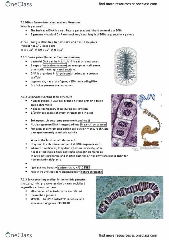 BIOL1130 Lecture Notes - Lecture 13: Helicase, Euchromatin, Chromatin thumbnail