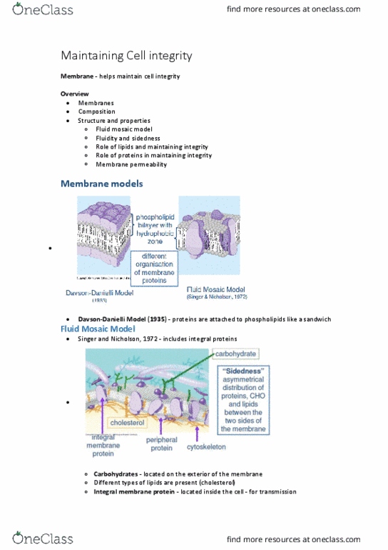 BABS1201 Lecture Notes - Lecture 4: Cytoskeleton, Plasmolysis, Amphiphile thumbnail