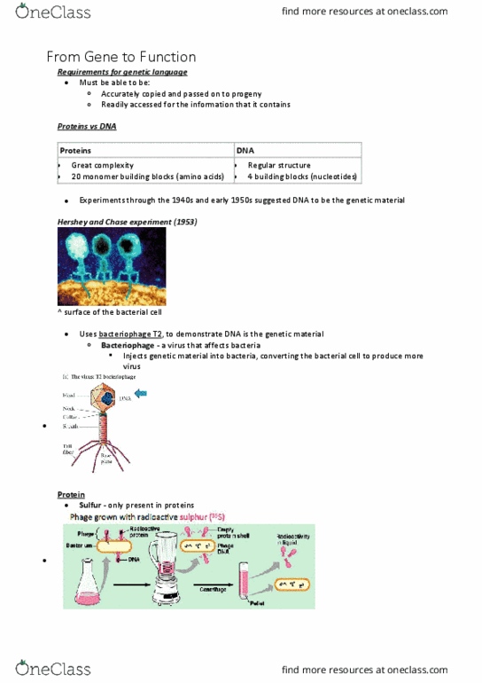 BABS1201 Lecture Notes - Lecture 8: Chromosome, Guanine, Thymine thumbnail