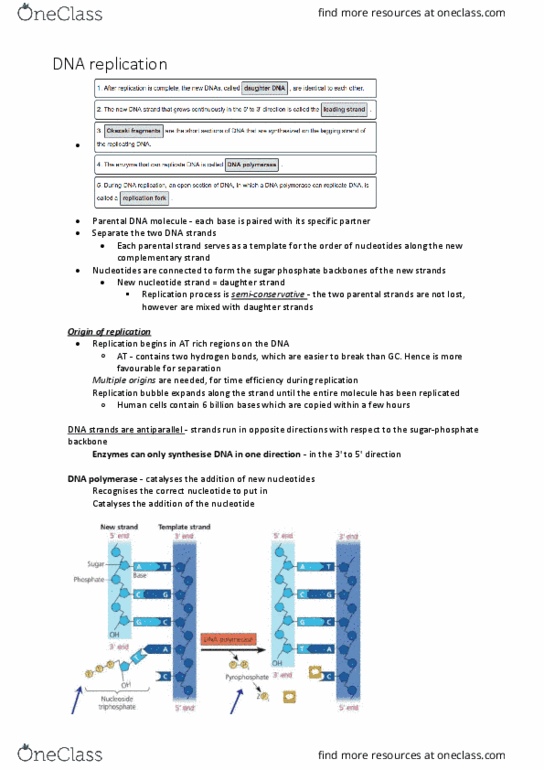 BABS1201 Lecture Notes - Lecture 9: Telomerase, Dna Polymerase Iii Holoenzyme, Nucleic Acid Double Helix thumbnail