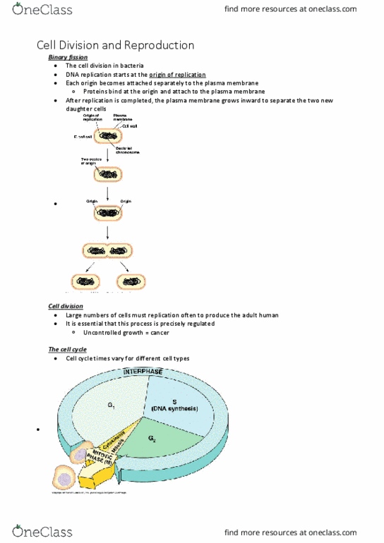 BABS1201 Lecture Notes - Lecture 10: Centriole, Microtubule, Metaphase thumbnail