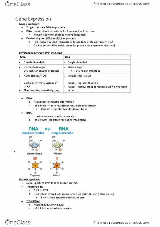 BABS1201 Lecture Notes - Lecture 11: Luciferase, Intron, Tata Box thumbnail